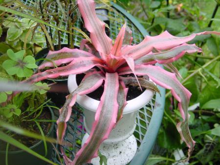 Photo of Earth Star (Cryptanthus) uploaded by Cinta