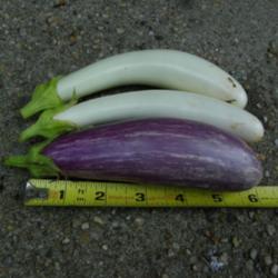Location: Long Island, NY 
Date: 2013-07-14
Gretal white eggplant and Fairy Tale purple.