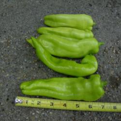 Location: Long Island, NY 
Date: 2013-07-14
Picked while still green.