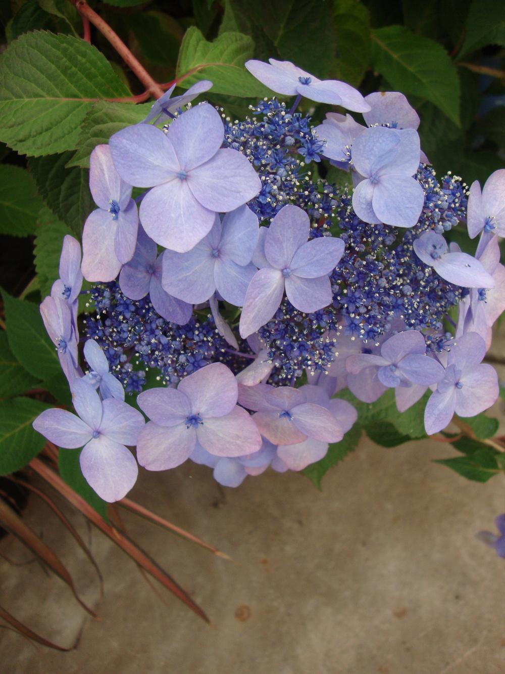 Photo of Lacecap Hydrangea (Hydrangea macrophylla Endless Summer® Twist-n-Shout®) uploaded by Paul2032
