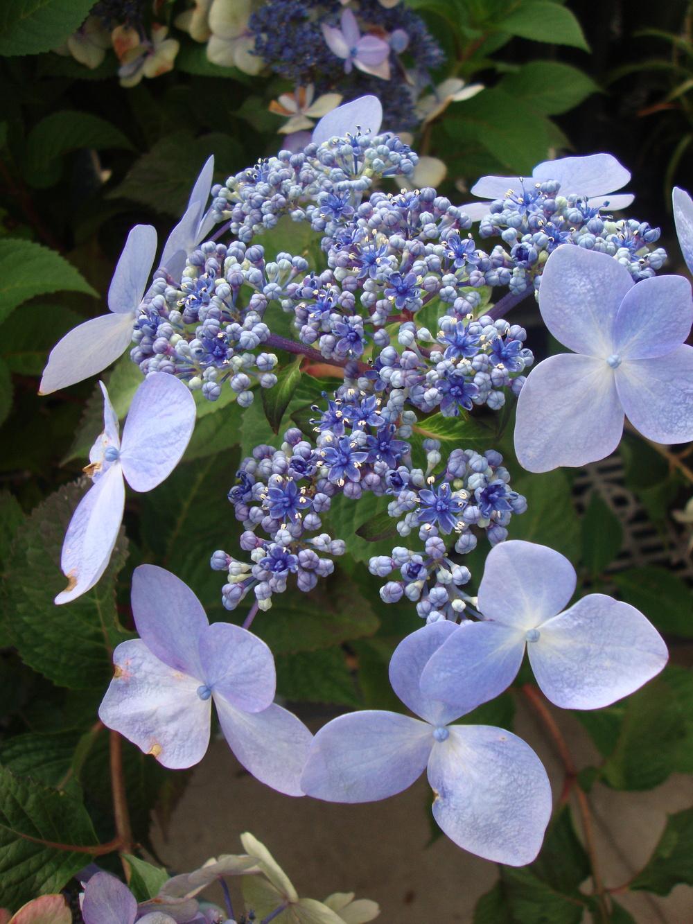 Photo of Lacecap Hydrangea (Hydrangea macrophylla Endless Summer® Twist-n-Shout®) uploaded by Paul2032