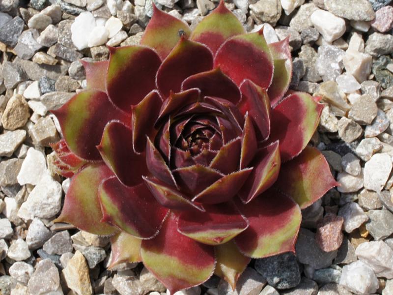Photo of Hen and Chicks (Sempervivum 'Beatles Memory') uploaded by banker07
