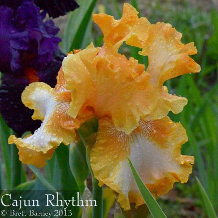 Photo of Tall Bearded Iris (Iris 'Cajun Rhythm') uploaded by brettbarney73