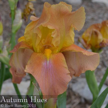 Photo of Tall Bearded Iris (Iris 'Autumn Hues') uploaded by brettbarney73