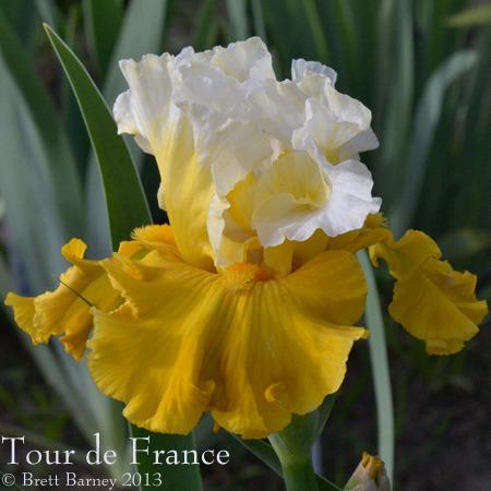 Photo of Tall Bearded Iris (Iris 'Tour de France') uploaded by brettbarney73