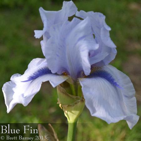 Photo of Tall Bearded Iris (Iris 'Blue Fin') uploaded by brettbarney73