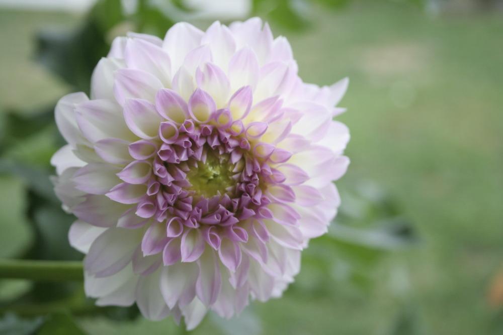 Photo of Dahlia 'Painted Lady' uploaded by luvsgrtdanes