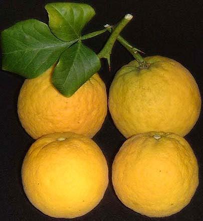 Photo of Trifoliate orange (Citrus trifoliata) uploaded by robertduval14