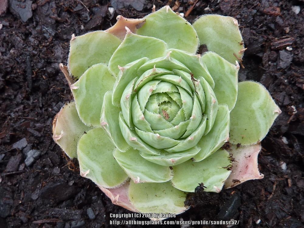 Photo of Hen and Chicks (Sempervivum 'Persephone') uploaded by sandnsea2