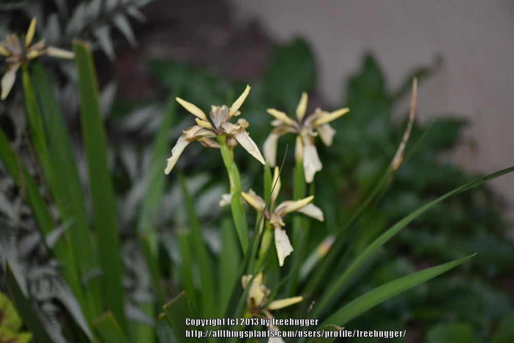 Photo of Species Iris (Iris foetidissima) uploaded by treehugger