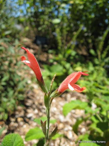 Photo of Tubular Chilean Sage (Salvia tubiflora) uploaded by vic