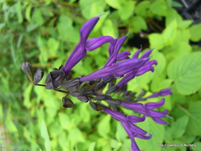 Photo of Sage (Salvia 'Purple Majesty') uploaded by vic