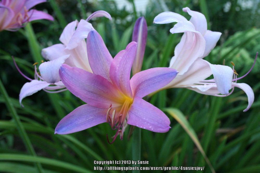 Photo of Surprise Lily (Lycoris squamigera) uploaded by 4susiesjoy