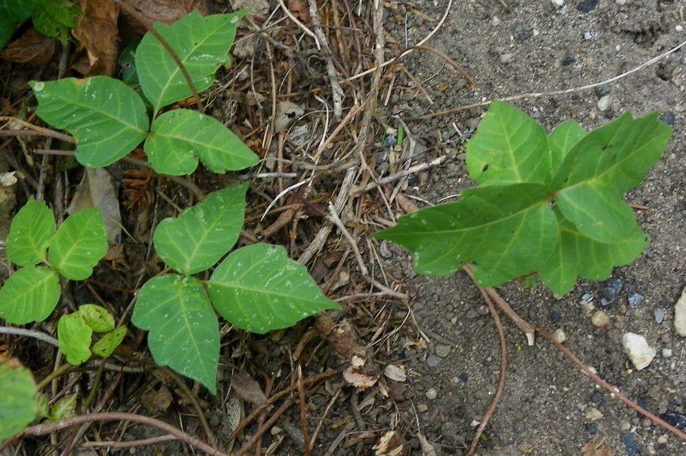 Photo of Poison Ivy (Toxicodendron radicans) uploaded by Newyorkrita