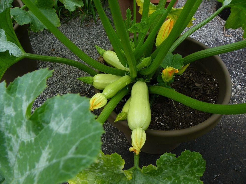 Photo of Zucchini (Cucurbita pepo 'Cavili') uploaded by Newyorkrita