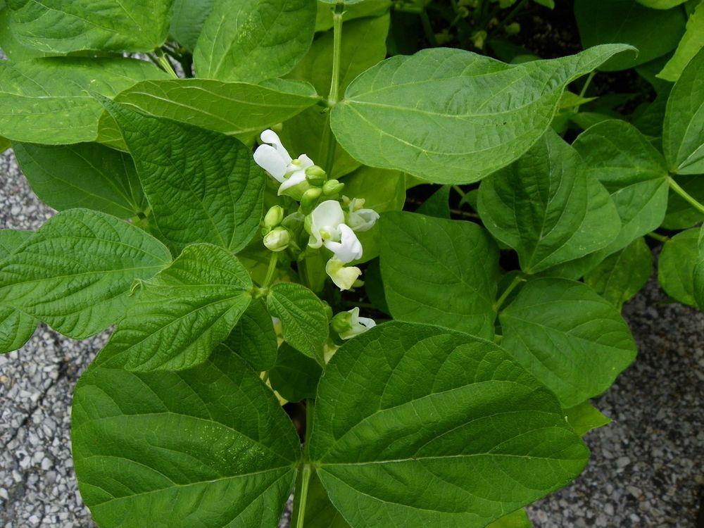 Photo of Snap Bean (String (Phaseolus vulgaris 'Tenderette') uploaded by Newyorkrita
