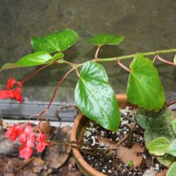 Location: Fountain, Florida
Date: 2013-09-20
in the same pot with two other plants