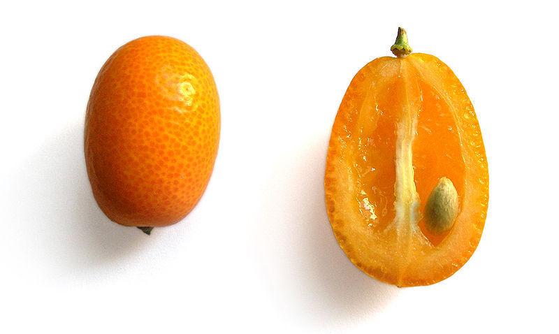 Photo of Kumquat (Citrus japonica) uploaded by robertduval14