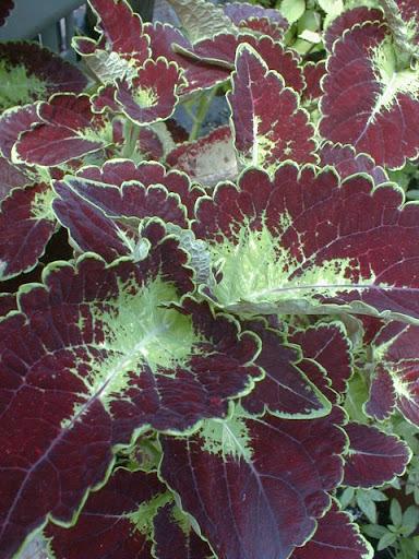 Photo of Painted Nettle (Coleus scutellarioides 'Atlas') uploaded by vic