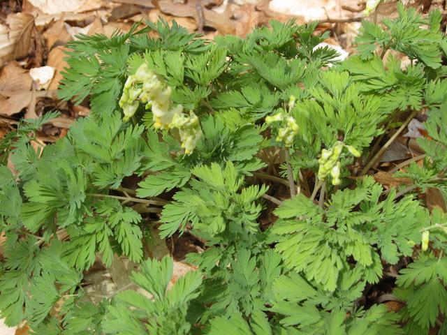 Photo of Dutchman's Breeches (Dicentra cucullaria) uploaded by vic