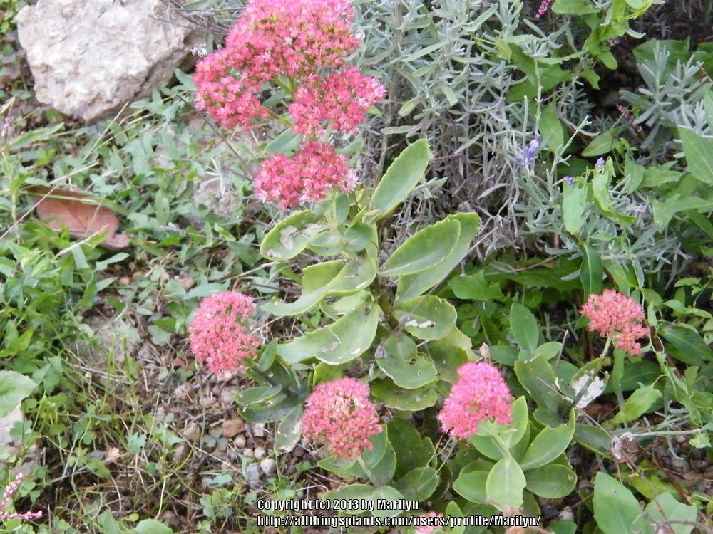Photo of Stonecrop (Hylotelephium spectabile 'Autumn Fire') uploaded by Marilyn