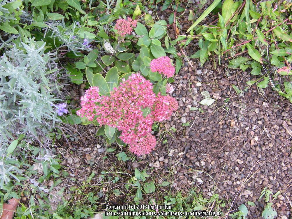 Photo of Stonecrop (Hylotelephium spectabile 'Autumn Fire') uploaded by Marilyn