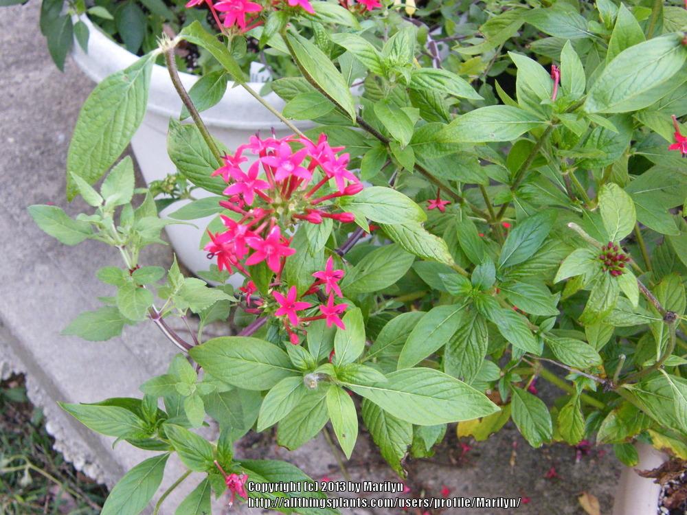 Photo of Pentas (Pentas lanceolata 'Red') uploaded by Marilyn