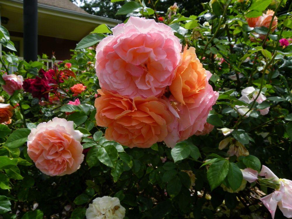 Photo of Rose (Rosa 'Louise Clements') uploaded by Newyorkrita