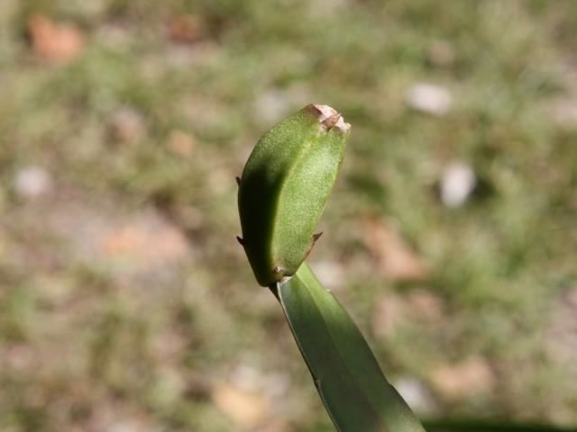 Photo of Hooker's Orchid Cactus (Epiphyllum hookeri) uploaded by gingin