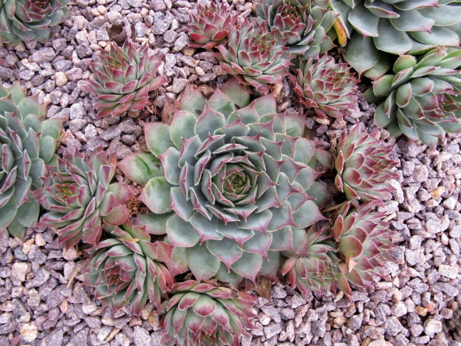 Photo of Hen and Chicks (Sempervivum 'Silver Spring') uploaded by goldfinch4
