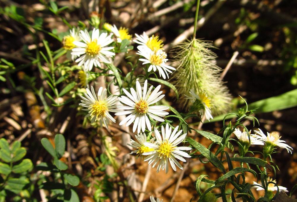 Photo of Heath Aster (Symphyotrichum ericoides) uploaded by jmorth