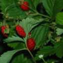 Growing Strawberries in Cold Climates