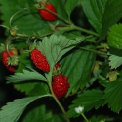 
Date: 2013-08-09
A low clump forming plant with a sweet, very intense strawberry f