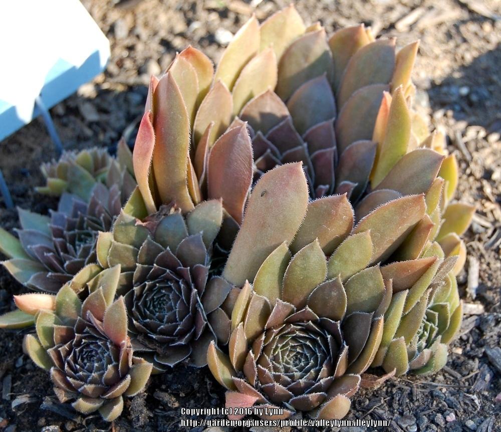 Photo of Hen and Chicks (Sempervivum 'Hot Cocoa') uploaded by valleylynn