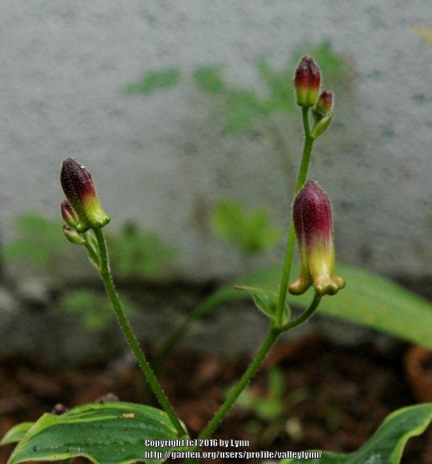 Photo of Toad Lily (Tricyrtis formosana 'Samurai') uploaded by valleylynn