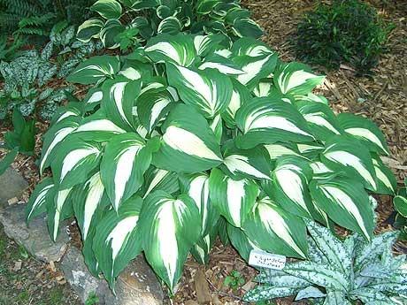 Photo of Hosta 'Night Before Christmas' uploaded by vic