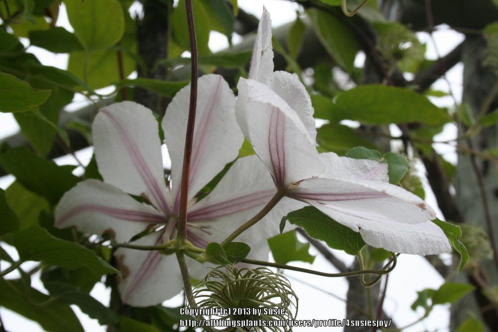 Photo of Clematis (Clematis viticella 'Huldine') uploaded by 4susiesjoy