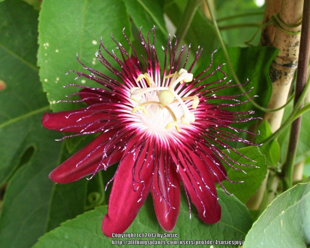 Photo of Passion Flower (Passiflora 'Lady Margaret') uploaded by 4susiesjoy