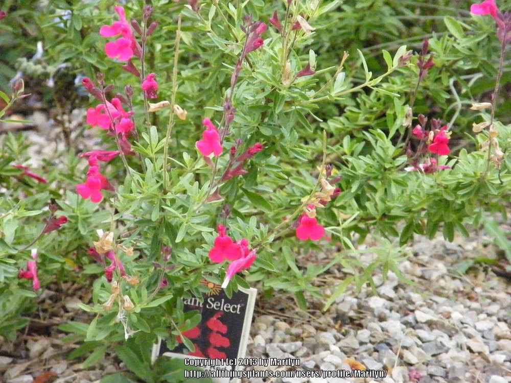 Photo of Autumn Sage (Salvia greggii 'Furman's Red') uploaded by Marilyn