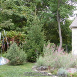 Location: My garden in Kentucky
Date: 2013-09-21
2 of the 3 trees that are 12 years growth each