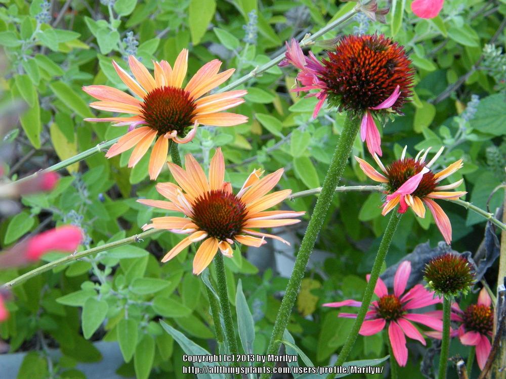 Photo of Coneflower (Echinacea 'Hot Summer') uploaded by Marilyn