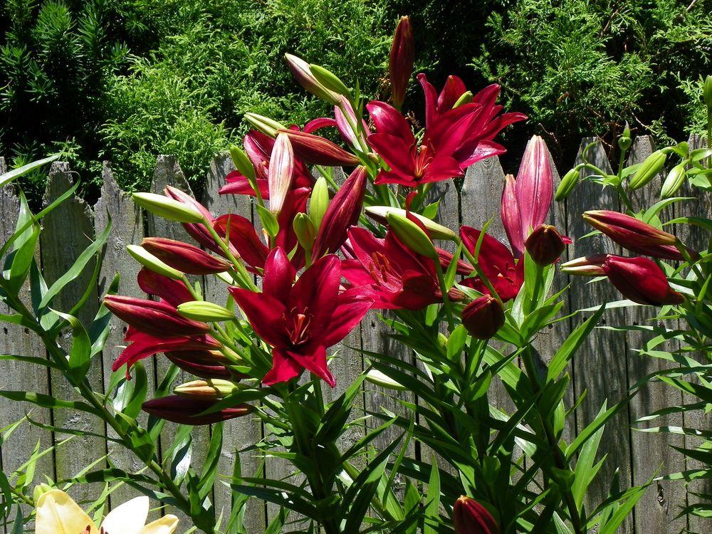 Photo of Lily (Lilium 'Red Alert') uploaded by Newyorkrita