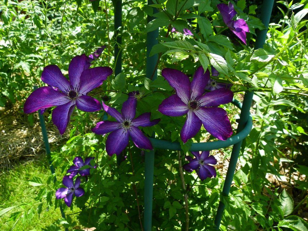 Photo of Clematis (Clematis viticella 'Venosa Violacea') uploaded by Newyorkrita