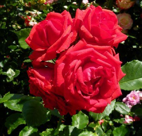 Photo of Rose (Rosa 'Francois Rabelais') uploaded by Newyorkrita