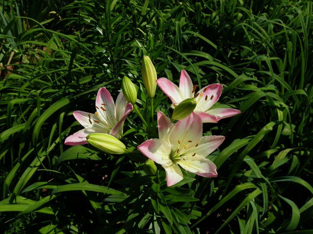 Photo of Lily (Lilium 'Lollypop') uploaded by Newyorkrita