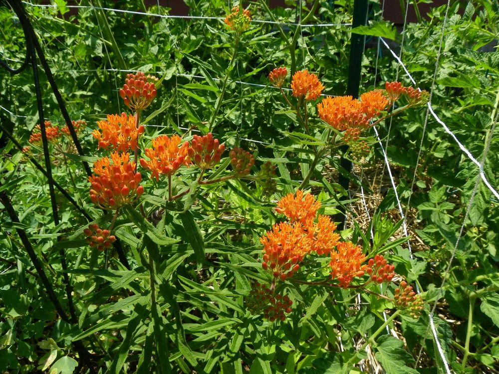 Photo of Butterfly Weed (Asclepias tuberosa 'Gay Butterflies') uploaded by Newyorkrita