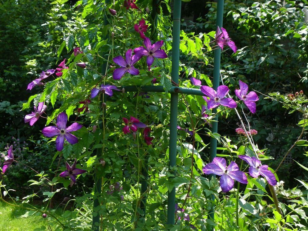 Photo of Clematis (Clematis viticella 'Venosa Violacea') uploaded by Newyorkrita