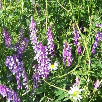 Photo of Hairy Vetch (Vicia villosa) uploaded by vic