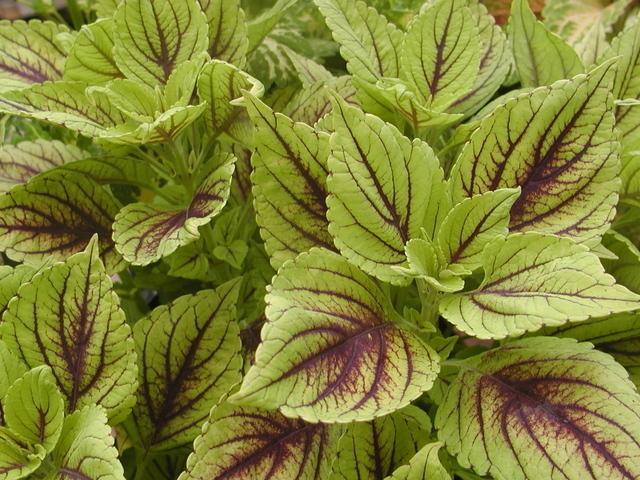 Photo of Coleus (Coleus scutellarioides 'Gay's Delight') uploaded by vic