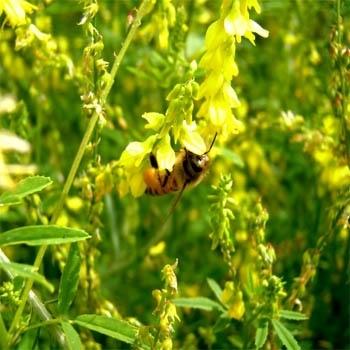 Photo of Yellow Sweetclover (Melilotus officinalis) uploaded by vic